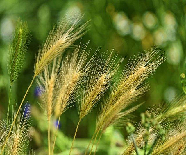 How Small Farmers are Joining the Agritech Revolution - HSE-UAV