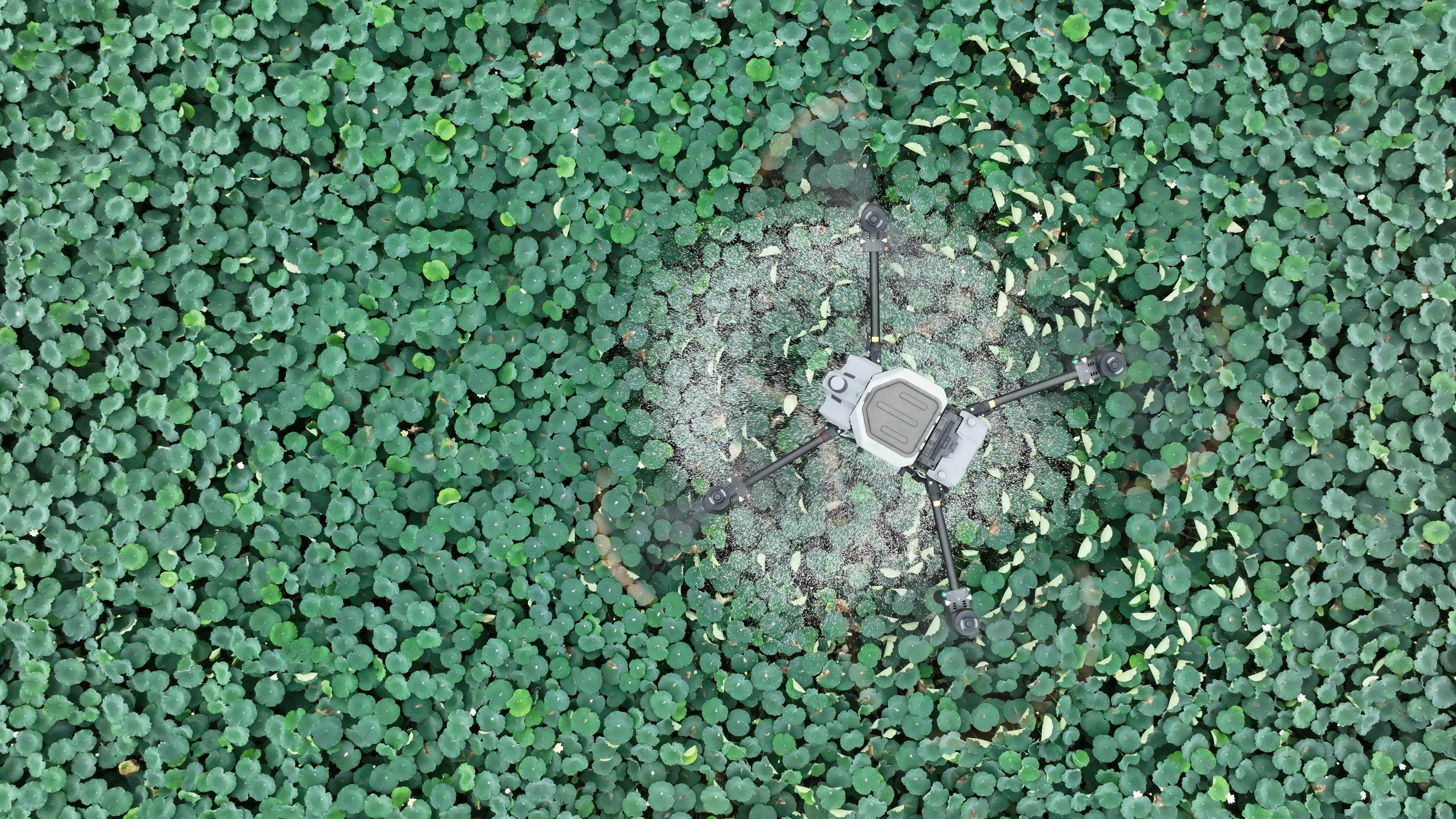 How much money can you make with spraying drones