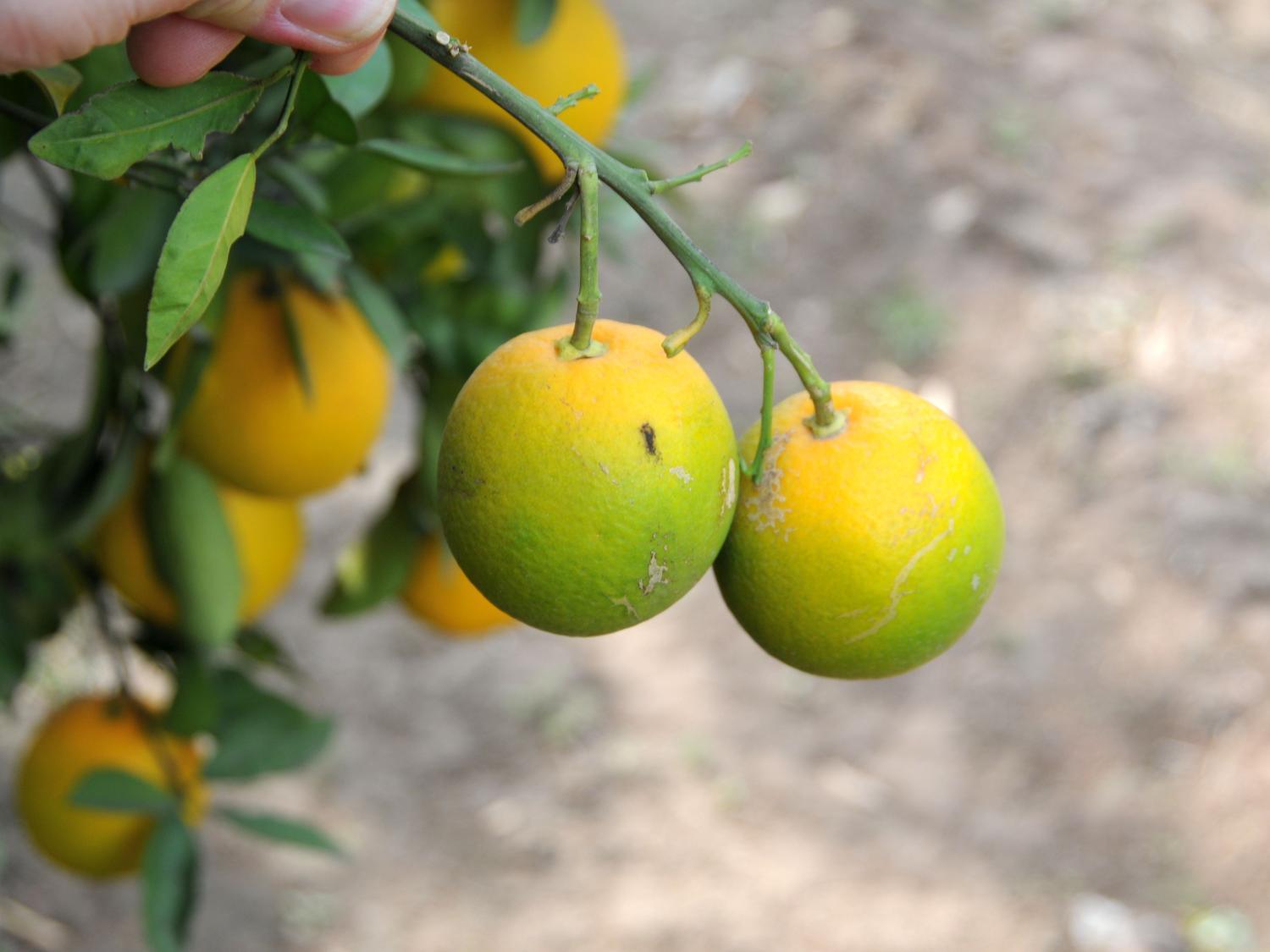 Using Spraying Drones to prevent citrus greening